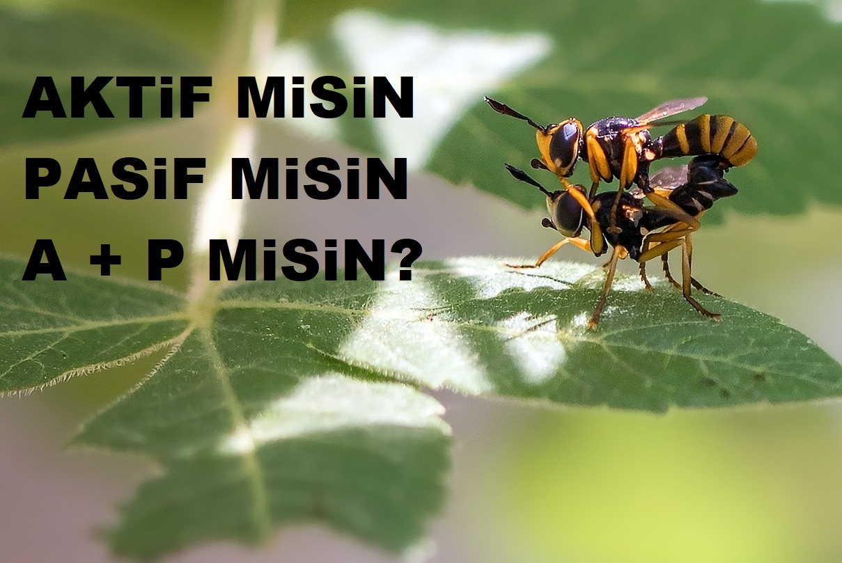 Aktif misin pasif mi ? Rolünü belirt lütfen