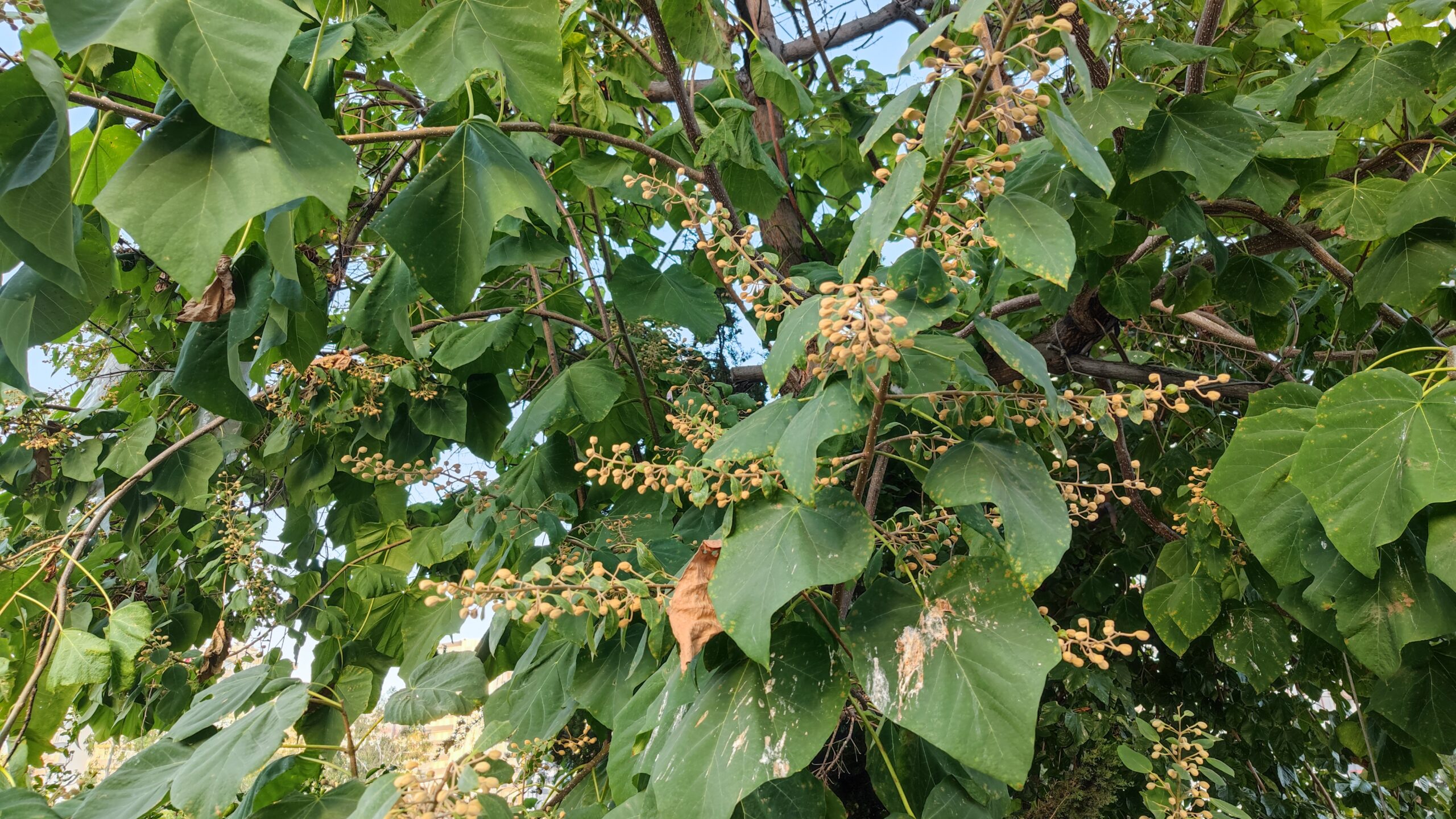 Xiaomi 11 ultra photography green plants