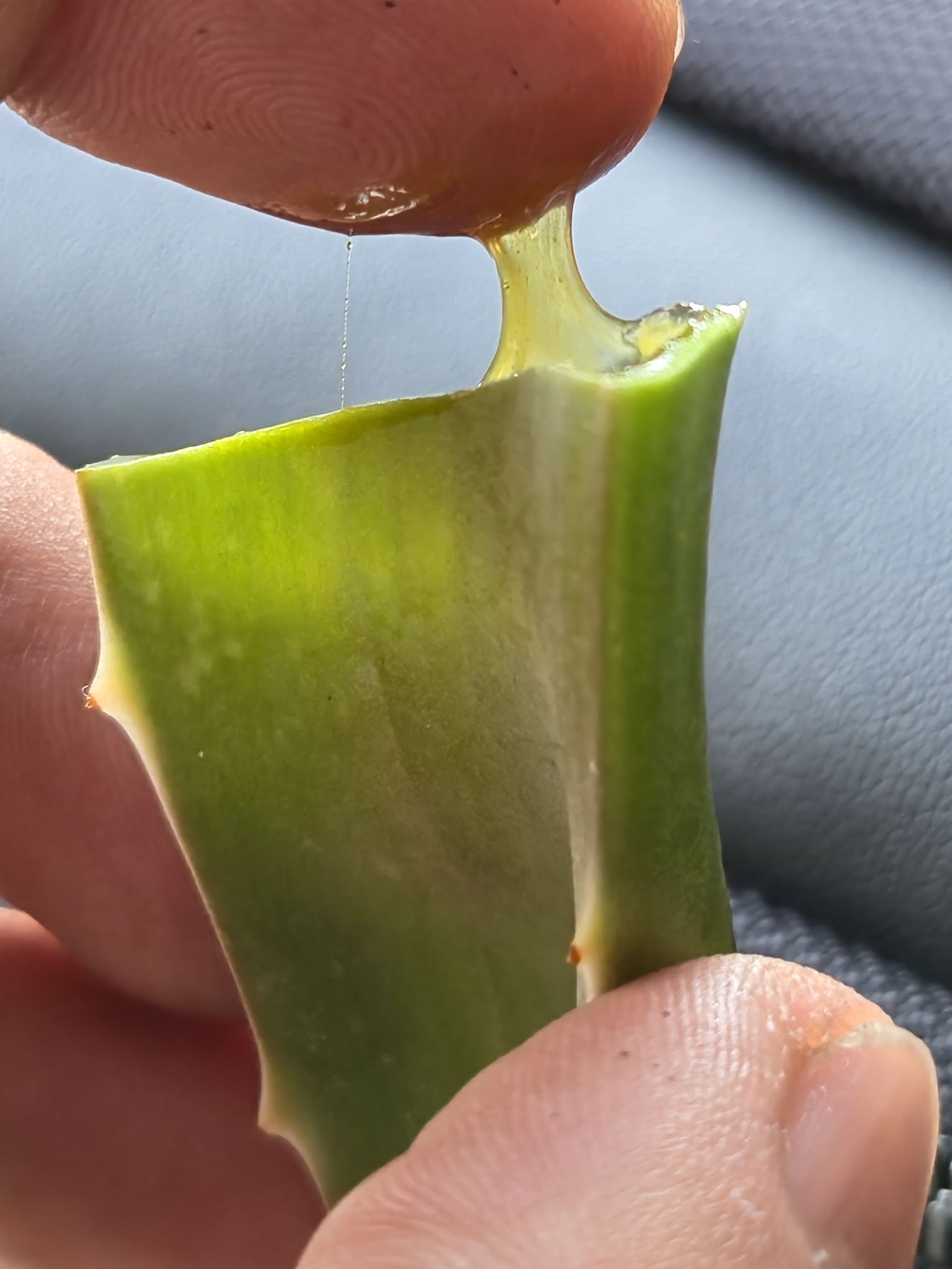 Aloe vera bitkisi aynı ciciye benziyor